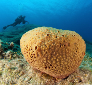 ircinia sponge, Mediterranean. Libya by Mathieu Foulquié 